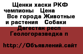 Щенки хаски РКФ чемпионы › Цена ­ 90 000 - Все города Животные и растения » Собаки   . Дагестан респ.,Геологоразведка п.